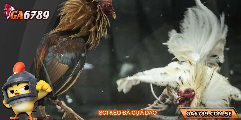 Bí Quyết Soi Kèo Đá Gà Cựa Dao Chuẩn Xác Tại Ga6789 4 Bí Quyết Soi Kèo Đá Gà Cựa Dao Chuẩn Xác Tại Ga6789