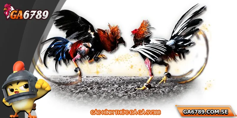 Đá Gà SV388 – Trường Gà Trực Tuyến Đáng Trải Nghiệm Nhất 2 Các hình thức cược đá gà tại SV388