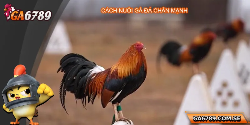 Cách Nuôi Gà Đá Chân Mạnh Chuẩn Để Chiến Thắng Mọi Trận Đấu 7 Cách Nuôi Gà Đá Chân Mạnh Chuẩn Để Chiến Thắng Mọi Trận Đấu