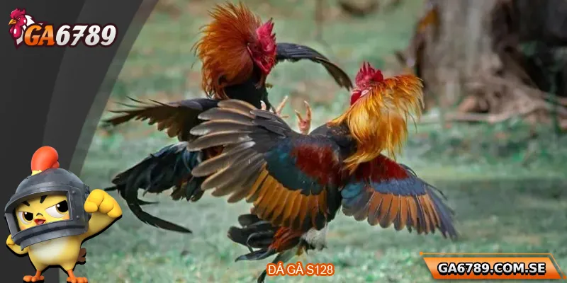 Đá Gà S128 – Đỉnh Cao Cá Cược Gà Chọi Trực Tuyến 2 Đá Gà S128 – Đỉnh Cao Cá Cược Gà Chọi Trực Tuyến