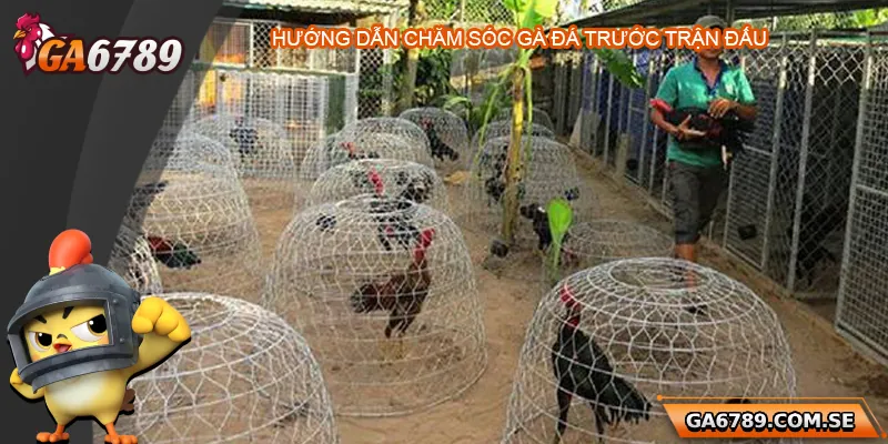 Gà Trước Khi Đá Nên Làm Gì Để Đá Sung Và Chiến Thắng? 2 Hướng dẫn chăm sóc gà trước khi đá