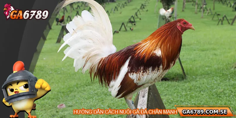 Cách Nuôi Gà Đá Chân Mạnh Chuẩn Để Chiến Thắng Mọi Trận Đấu 2 Hướng dẫn chi tiết cách nuôi gà đá chân mạnh