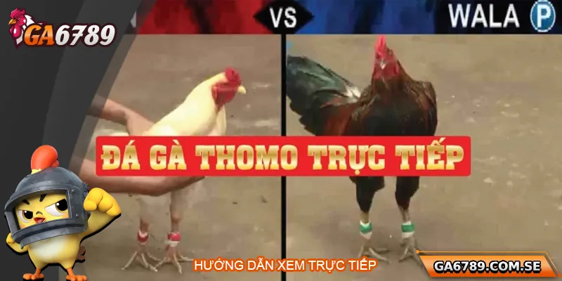 Khám Phá Trực Tiếp Đá Gà Thomo Uy Tín Tại Ga6789 3 Hướng dẫn xem trực tiếp đá gà Thomo