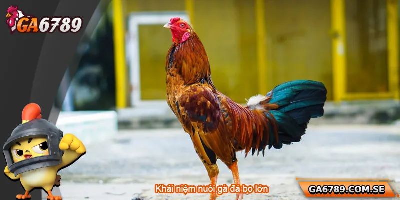 Cách Nuôi Gà Đá Bo Lớn Chuẩn Sư Kê Giúp Chiến Kê Bền Lực 1 Khái niệm nuôi gà đá bo lớn