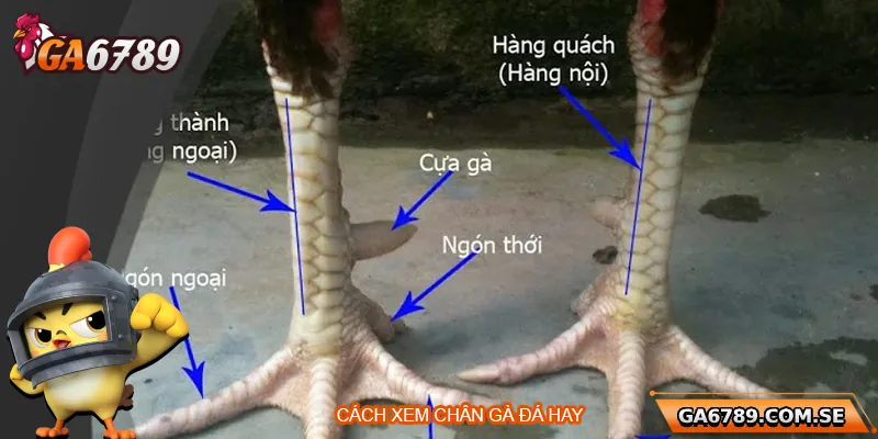 Khám Phá Cách Xem Chân Gà Đá Hay Chuẩn Tại Ga6789 1 Khám Phá Cách Xem Chân Gà Đá Hay Chuẩn Tại Ga6789