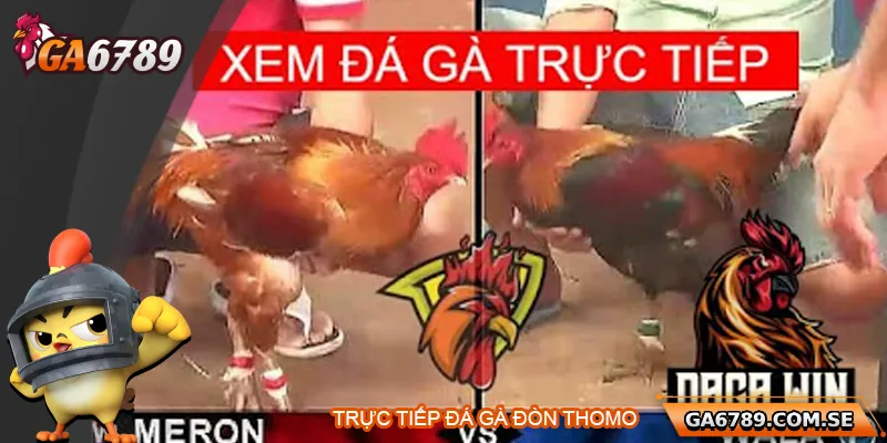 Khám Phá Trực Tiếp Đá Gà Thomo Uy Tín Tại Ga6789