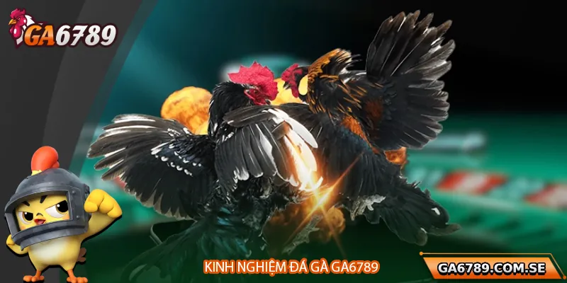 Đá Gà Ga6789 – Đỉnh Cao Giải Trí Cho Sư Kê Thời Đại Số 4 Kinh nghiệm đá gà và mẹo cược hiệu quả