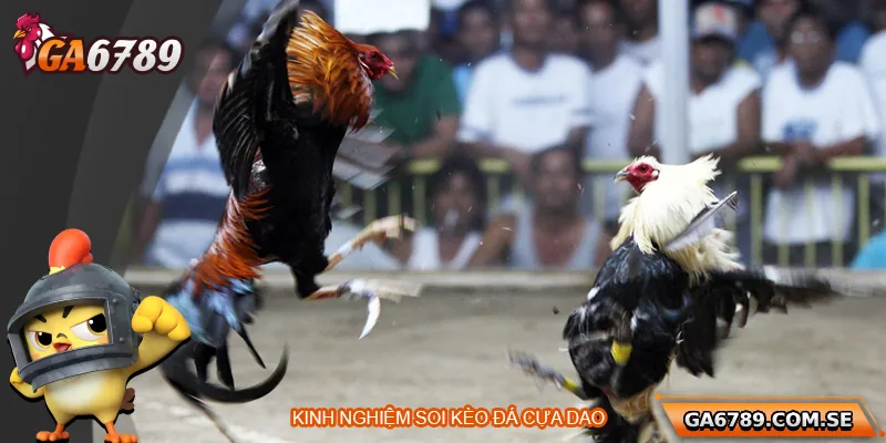 Bí Quyết Soi Kèo Đá Gà Cựa Dao Chuẩn Xác Tại Ga6789 3 Kinh nghiệm soi kèo đá gà cựa dao hiệu quả