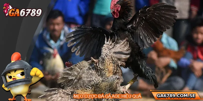 Đá Gà AOE – Sân Chơi Đỉnh Cao Dành Cho Người Đam Mê 3 Mẹo cá cược tại cổng AOE