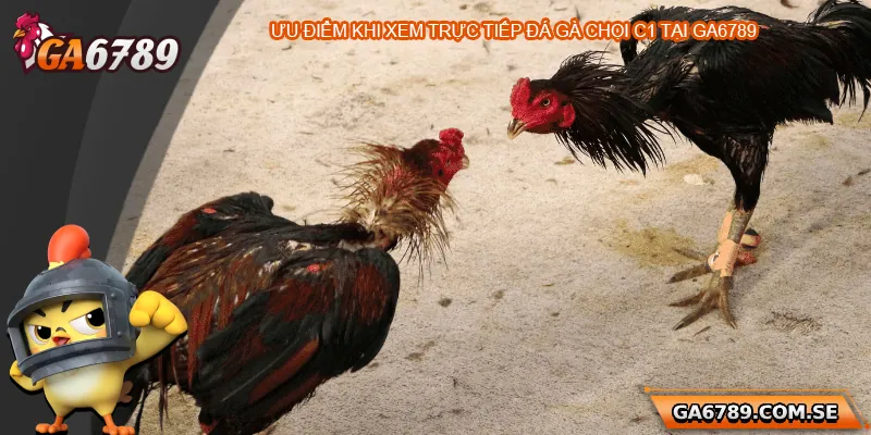 Những ưu điểm khi xem trực tiếp đá gà chọi C1 tại Ga6789