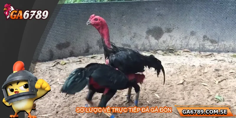 Sơ lược về trực tiếp đá gà đòn