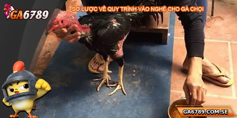 Cách Vào Nghệ Cho Gà Chọi Đúng Chuẩn Giúp Gà Sung Sức 1 Sơ lược về vào nghệ cho gà chọi