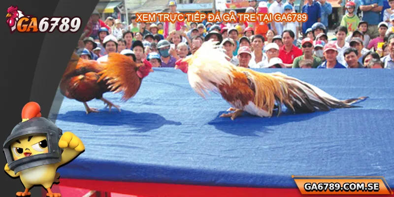 Trực Tiếp Đá Gà Tre - Trải Nghiệm Chất Lượng Tại Ga6789 1 Tiện ích khi xem trực tiếp đá gà tre tại Ga6789