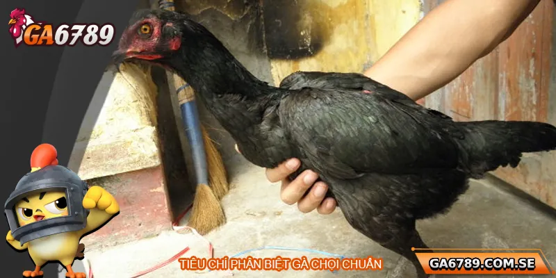 Cách Phân Biệt Gà Chọi Chuẩn Để Chọn Được Chiến Kê Tốt Nhất 2 Tiêu chí phân biệt gà chọi chuẩn