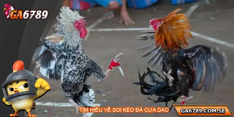 Bí Quyết Soi Kèo Đá Gà Cựa Dao Chuẩn Xác Tại Ga6789 1 Tìm hiểu về soi kèo đá gà cựa dao