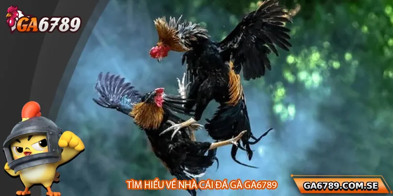 Đá Gà Ga6789 – Đỉnh Cao Giải Trí Cho Sư Kê Thời Đại Số 1 Tổng quan về nhà cái đá gà Ga6789