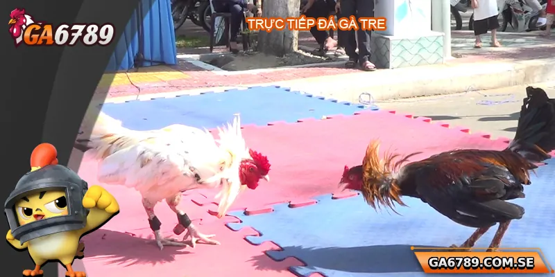 Trực Tiếp Đá Gà Tre - Trải Nghiệm Chất Lượng Tại Ga6789