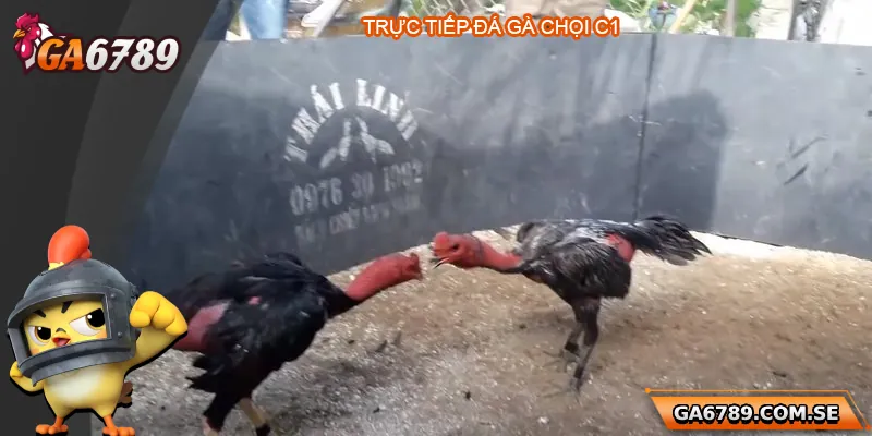 Trực Tiếp Đá Gà Chọi C1 – Trải Nghiệm Đỉnh Cao Tại Ga6789